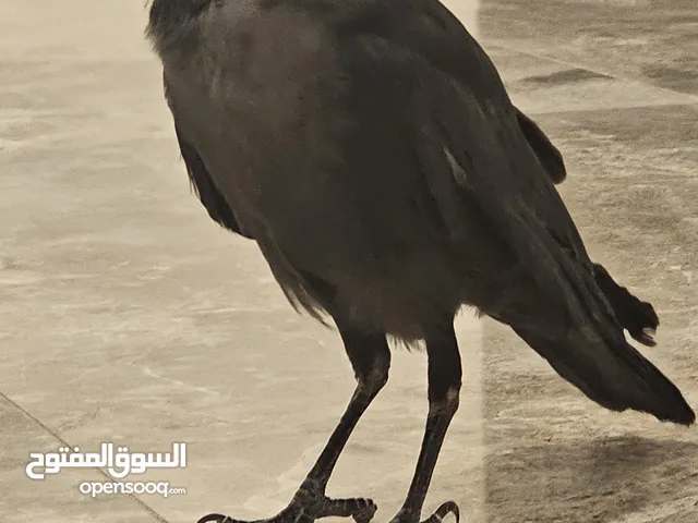 غراب هندي للبيع ربوه عمره اربع شهور