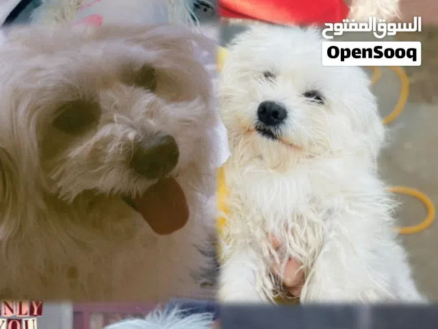 كلب تيرير فرنسي عمره سنه و8 أشهر للبيع ذكر سعره 150 الف ويجي ويا بيت وملابس ومقراضه وشامبوا خاص
