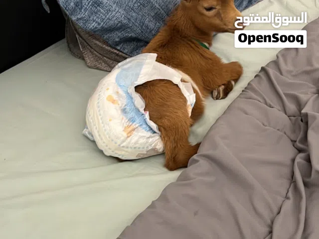 ماعز قزم للأطفال  تسعه سبعه ثلاثه سبعه سته سبعه اثنين خمسه