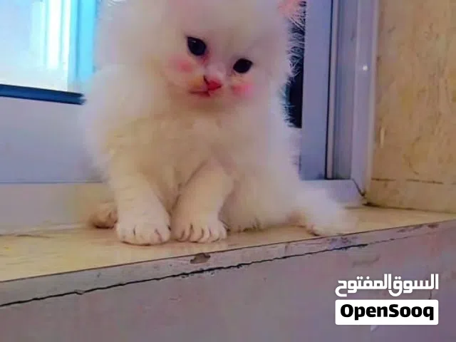 قطط لي بيع