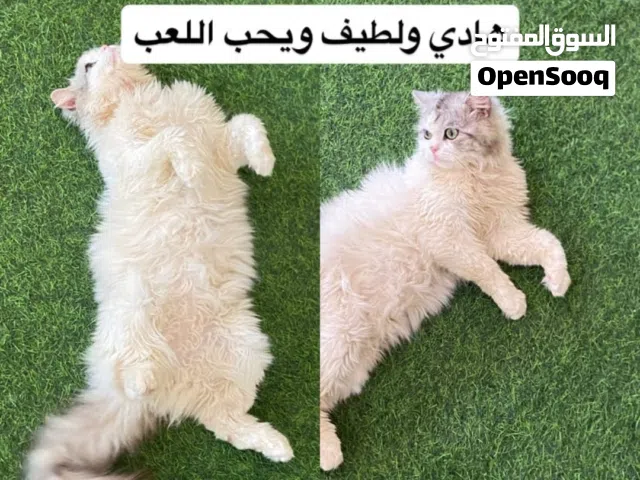 قط شيرازي للبيع