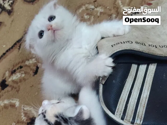 سكوتش فولد مكس اي قطه ب15