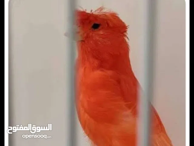 مطلوب طيور لون احمر