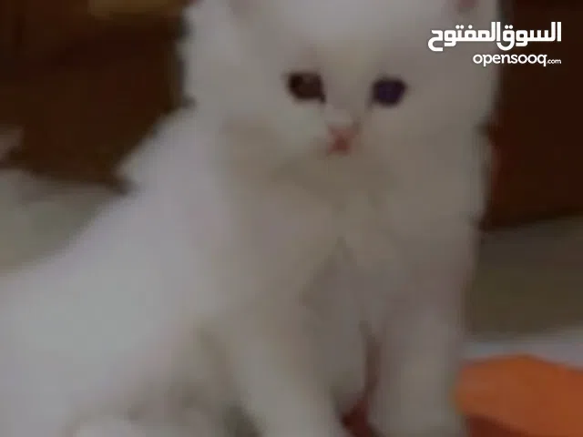 قطه شيرازي الباندا للبيع بسعر 350