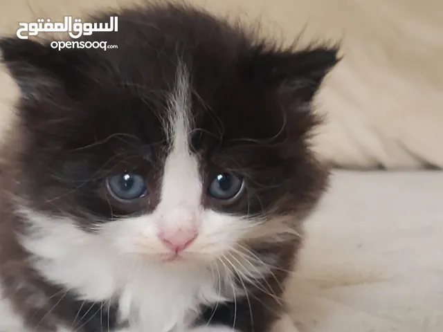 قط شيرازي بيور للبيع العمر شهرين السعر في الوصف