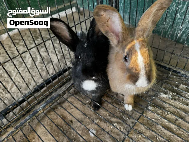 أرانب و دواجن و بط  حلال طيب الحمدلله