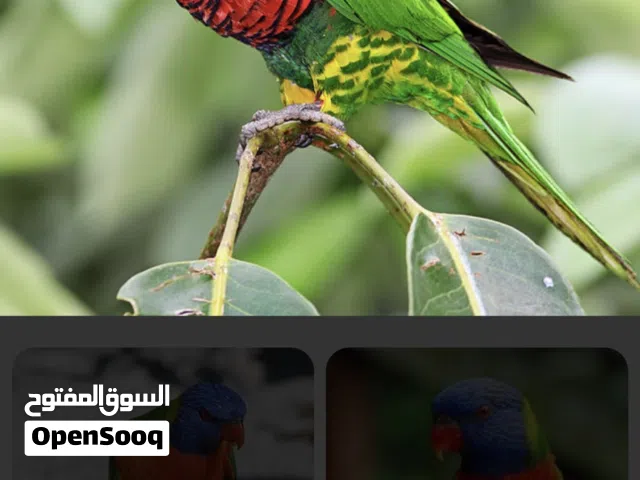 مطلرب انثى لوري