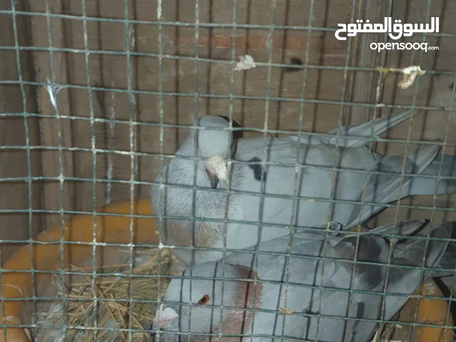 كوبيه لحلوح الدكر هومر ماشاء الله