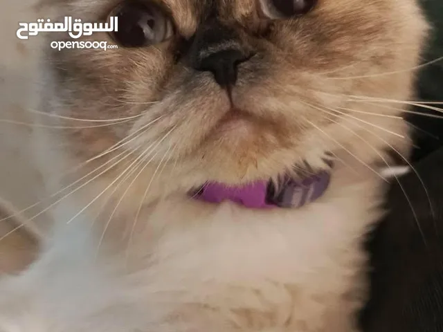 قطه نوع بيكي فيس للتبني