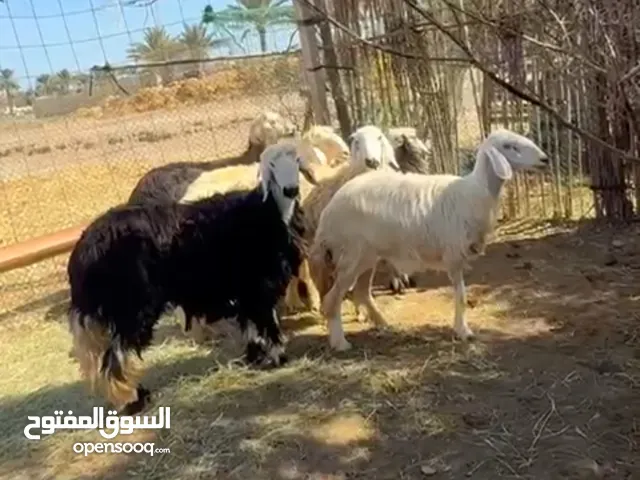 4كباش و 3 حملان