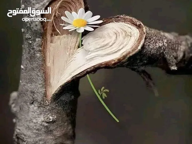 معلمة خصوصي