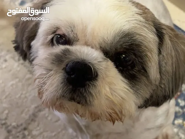 كلبه انثى للتبني لطيفه جدا