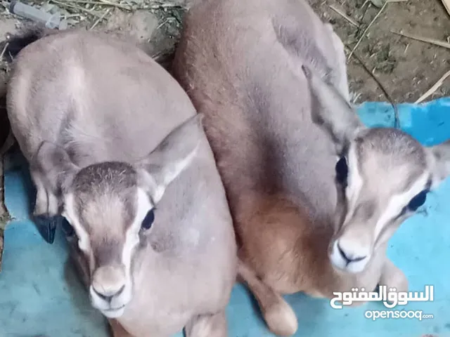 غزلان ذكر وانثى