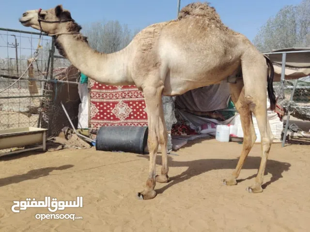 قليصه طبيع على كل الشروط