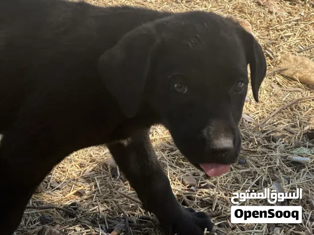 جرو هجين لابرادور وترير للبدل عجرو مناسب اكبر عمر