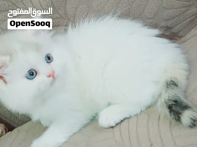 female ragadoll  50 days used litter box
