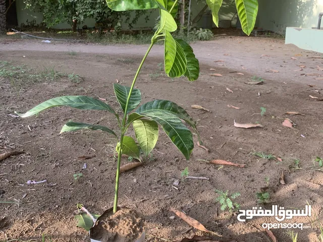 شتلات مانجو بذريه محليه عمانيه