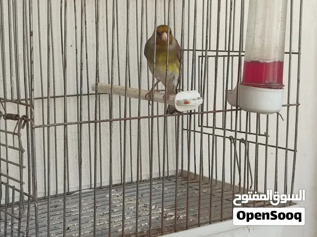 جغل الله يبارك ميسكتش