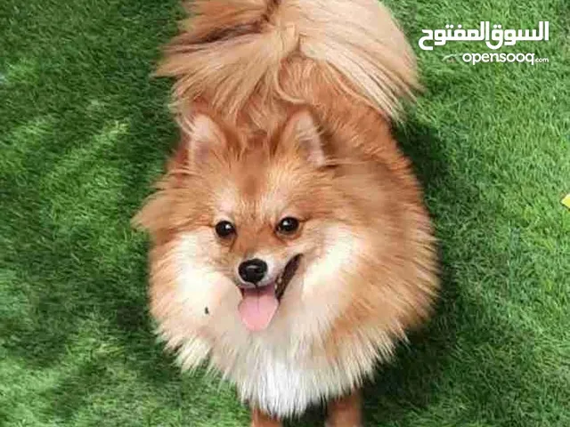 كلب بومرينين للبيع