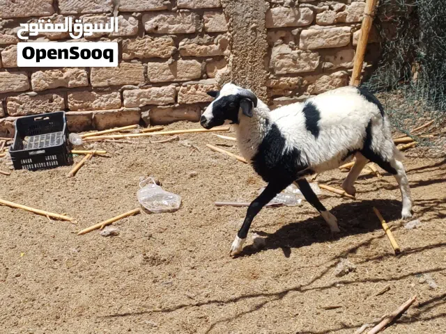 خروف يوناني عمر 8 شهور