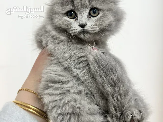 انثى مكس بريطاني وسكوتش