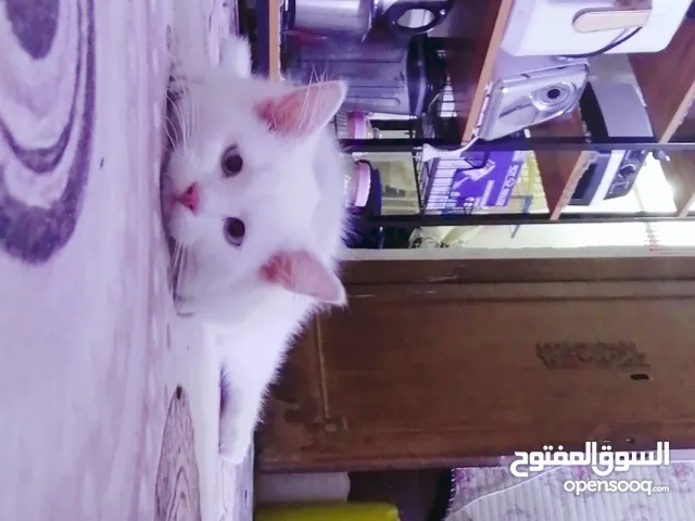قط فحل ابيض العين زركه السعر 100 وبيه مجال العنوان. البصره