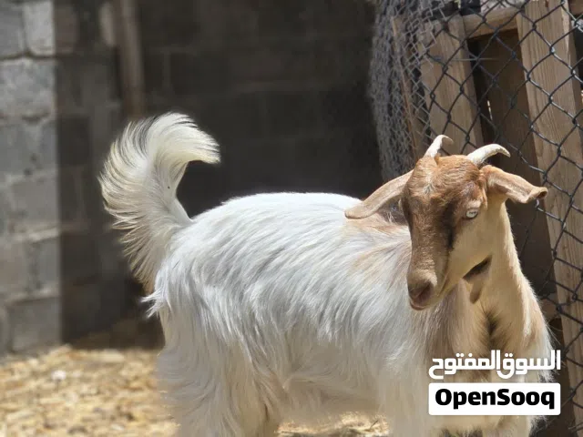 غنم عمانيات للبيع