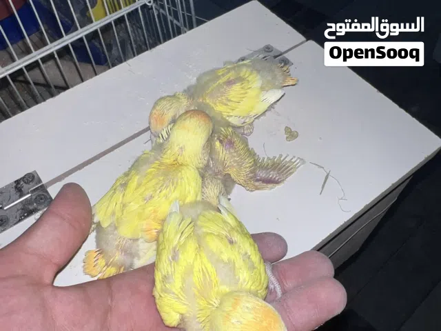 بعد الصلاه على النبي موجود اربع فراخ زق يدوي اوبلاين اورنج عين حمره