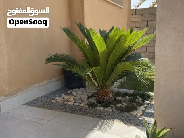 نخله ملكة بسم الله مشاء الله للبيع