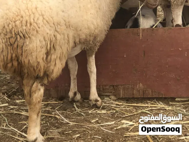 زوز نعاج ربي يبارك عمر اول ميلاد قريب يولدو سبوع هادا