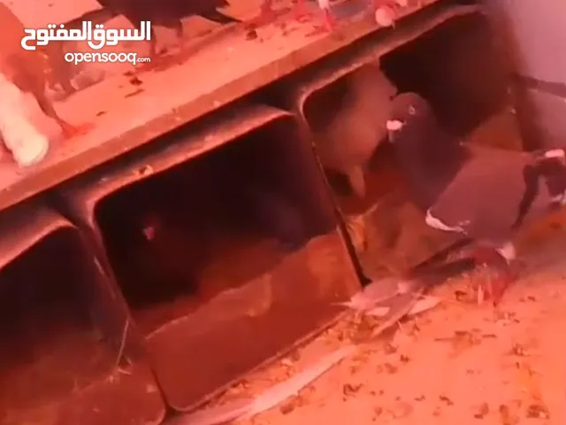 حمام للبدل على عصافير  حب او كوكتيل او جنه