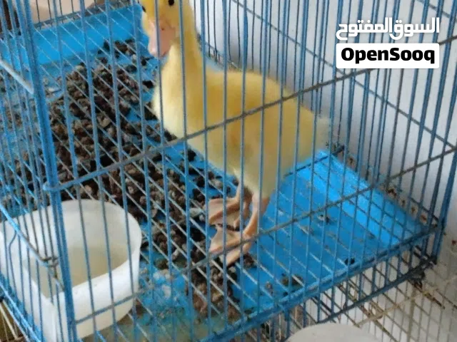 بطه جميله جدا