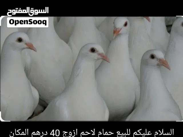 حمام لاحم ابيض