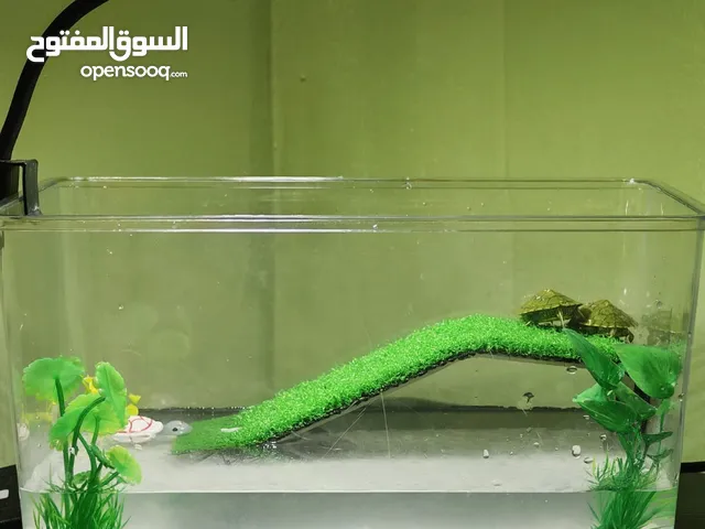 عــالم الأحــواض.. أحــواض السلاحف