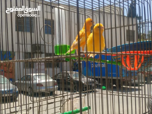 جوز كنار الفحل جزري غامق والطيره لمونيه