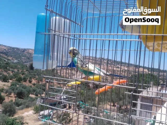 جوز عصافير حب معاهم بيضة اقرأ الوصف