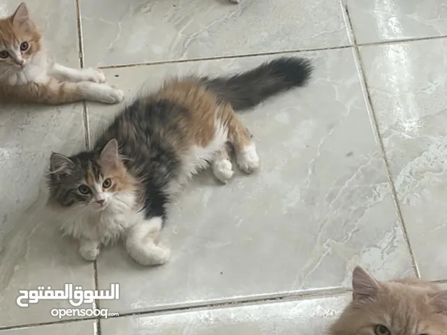 قطط شيرازي اب وام للتبني