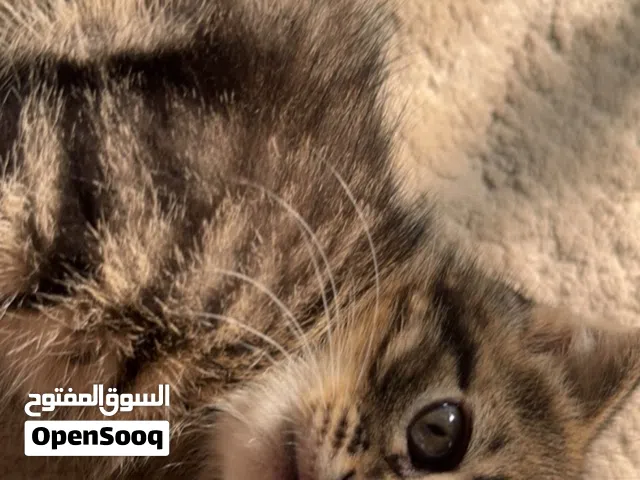 قط سكوتش فولد مكس Male kitten Scottish Fold Mix