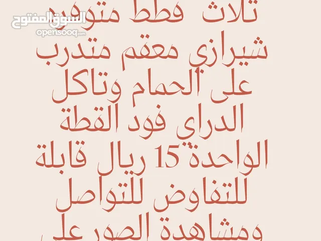 قطط شيرازيه