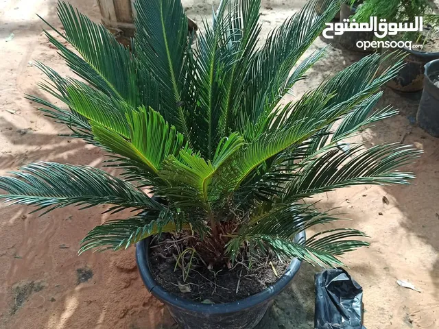 شجرة السيكاس اوالنخلة الملكيه متوفر شتلة