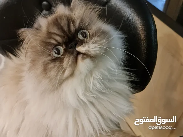 قطه هملايا بلو بوينت بيور انف افطس + قط هملايا اورنج بيور خشم افطس صنف عالي