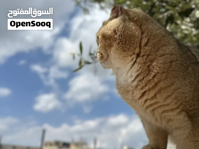 سكوتش فولد جولد  عمر سنة طالب تزاوج