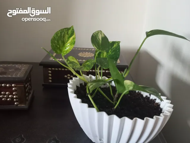 نباتان صحية ولا تحتاج إلى عناية كبيرة لمكتبك Healthy plants for your desk, easy to care for