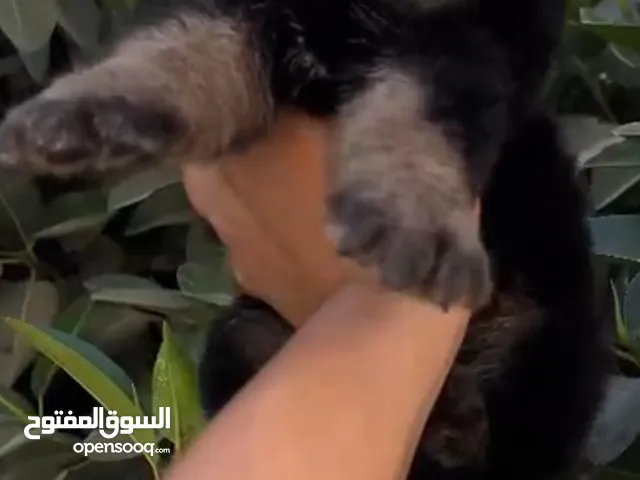 جيرمن شيبرد بيج سايز لونج هير