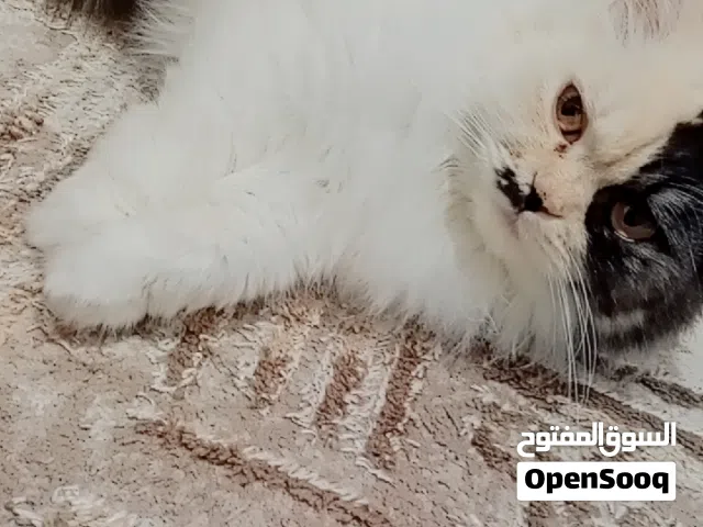 سلام عليكم في قطه شيرازي