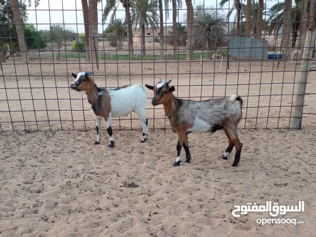 جديان كرديات للبيع