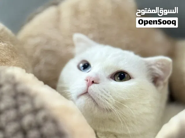 قط ذكر للبيع