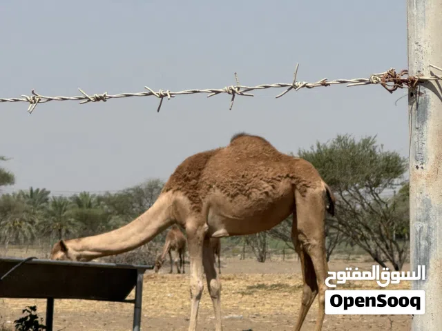 بكره فطيم ما مركوض