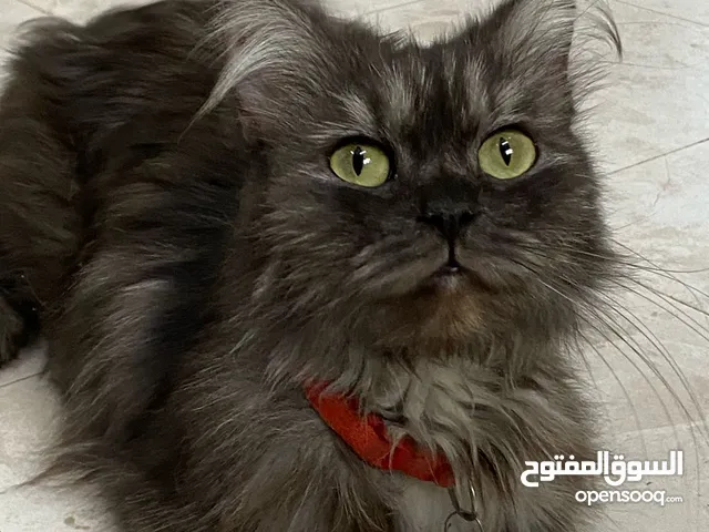 قطط مكس عدد2