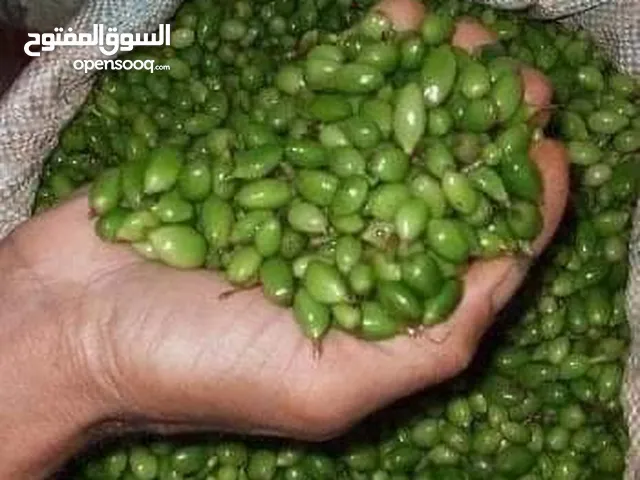 اشتال نبات الهيل من النوادر في الأردن الكميه محدوده